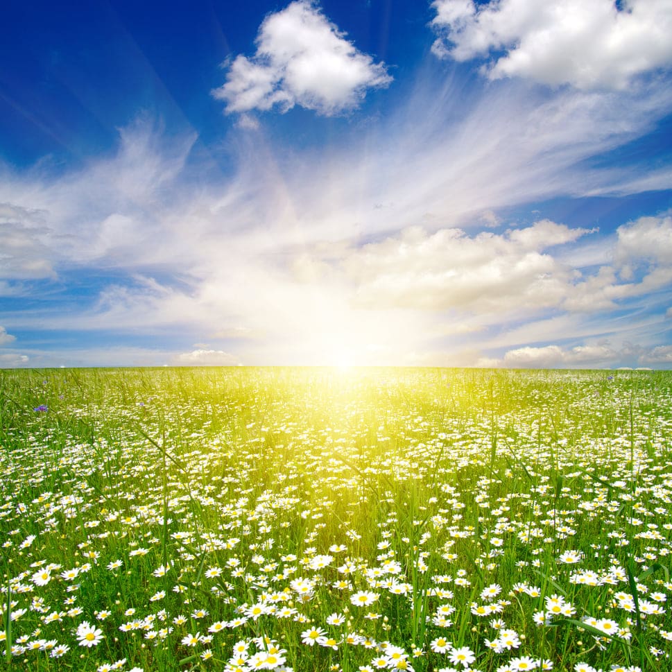 A vast field of blooming daisies stretches toward the horizon under a bright blue sky dotted with fluffy white clouds. The sun is low, creating a beautiful, glowing effect on the horizon and casting warm light over the scene. A vast field of blooming daisies stretches toward the horizon under a bright blue sky dotted with fluffy white clouds. The sun is low, creating a beautiful, glowing effect on the horizon and casting warm light over the scene.